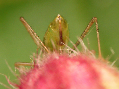 Dicyphus pallidus - ovipositor  Bryocorinae,Dicyphini,Dicyphus,Dicyphus pallidus,Heteroptera,Jane's garden,Miridae,Netherlands,nl: Bosandoornbochelwants