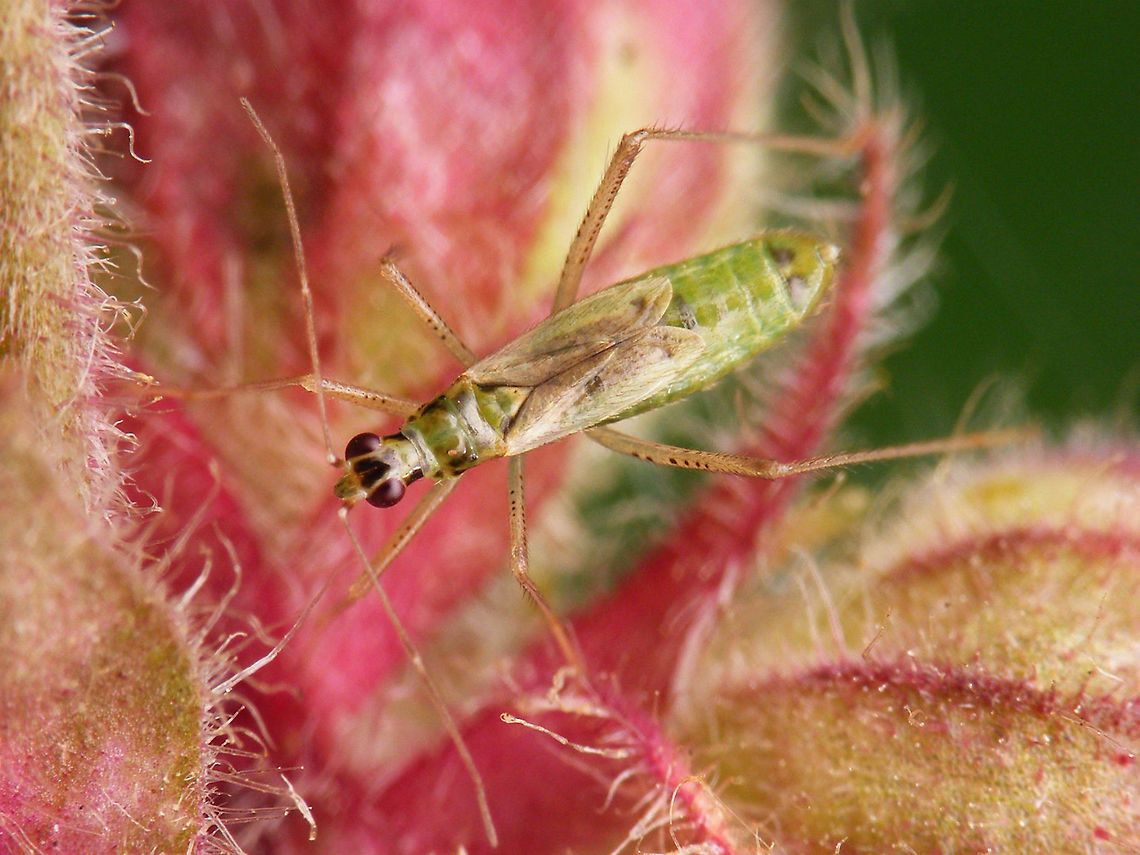Dicyphus pallidus - dorsal  Bryocorinae,Dicyphini,Dicyphus,Dicyphus pallidus,Heteroptera,Jane's garden,Miridae,Netherlands,nl: Bosandoornbochelwants