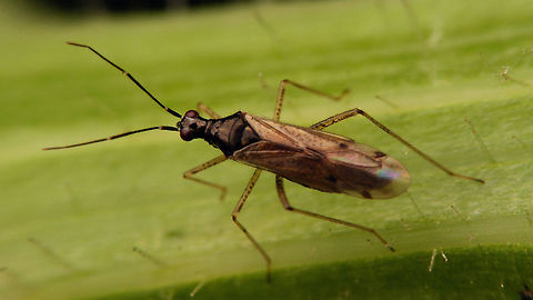 Dicyphus errans  Bryocorinae,Dicyphini,Dicyphus,Dicyphus errans,Geotagged,Heteroptera,Miridae,Netherlands,nl: Zwervende bochelwants
