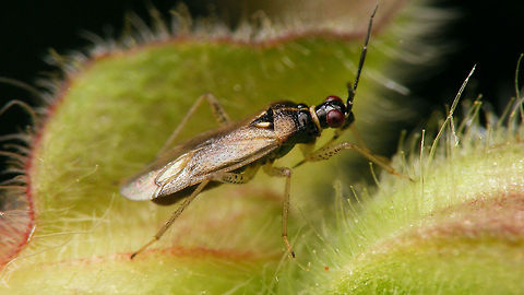 Dicyphus globulifer - lateral  Bryocorinae,Dicyphini,Dicyphus,Dicyphus globulifer,Geotagged,Heteroptera,Jane's garden,Miridae,Netherlands,nl: Koekoeksbloembochelwants