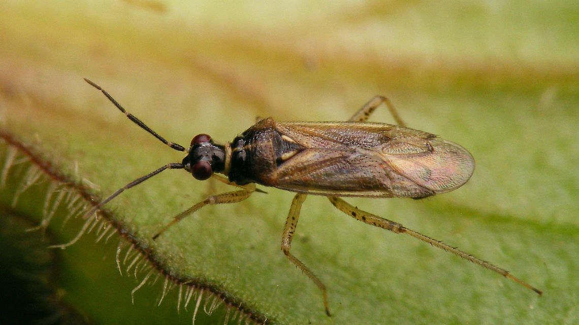 Dicyphus globulifer - dorsal  Bryocorinae,Dicyphini,Dicyphus,Dicyphus globulifer,Geotagged,Heteroptera,Jane's garden,Miridae,Netherlands,nl: Koekoeksbloembochelwants