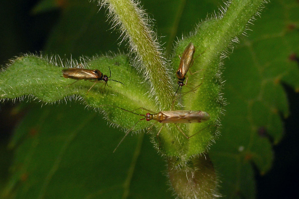 Dicyphus sp. - two species Two species of Dicyphus together on Silene, the small one is Dicyphus globulifer and I suspect the longer one would be D. errans Bryocorinae,Dicyphini,Dicyphus,Dicyphus errans,Dicyphus globulifer,Geotagged,Heteroptera,Jane's garden,Miridae,Netherlands,nl: Koekoeksbloembochelwants,nl: Zwervende bochelwants