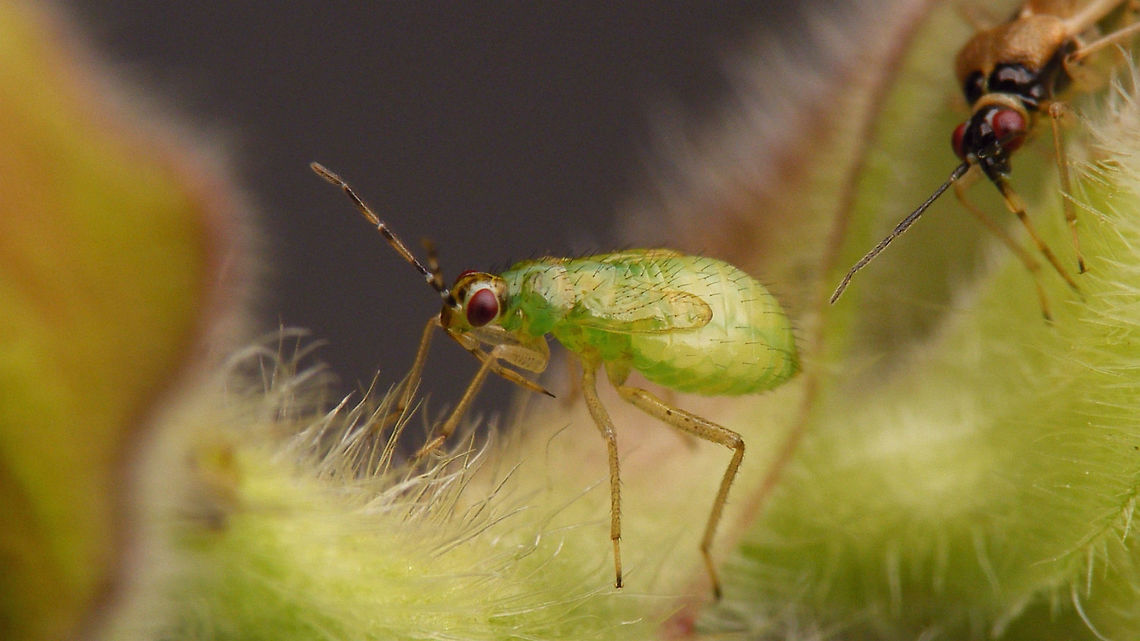 Dicyphus globulifer - last stadium nymph  Bryocorinae,Dicyphini,Dicyphus,Dicyphus globulifer,Geotagged,Heteroptera,Jane's garden,Miridae,Netherlands,Nymph,nl: Koekoeksbloembochelwants