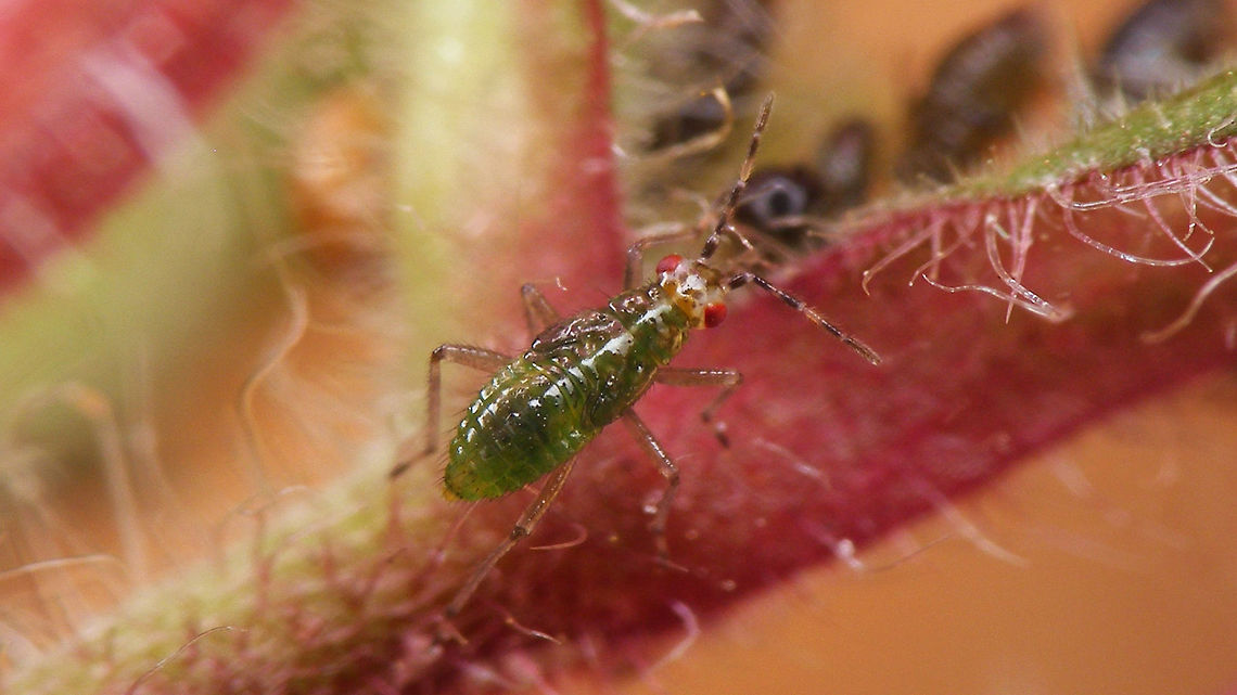 Dicyphus globulifer - nymph  Bryocorinae,Dicyphini,Dicyphus,Dicyphus globulifer,Geotagged,Heteroptera,Jane's garden,Miridae,Netherlands,Nymph,nl: Koekoeksbloembochelwants