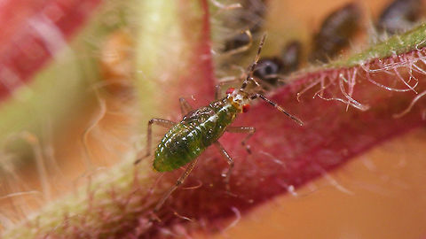 Dicyphus globulifer - nymph  Bryocorinae,Dicyphini,Dicyphus,Dicyphus globulifer,Geotagged,Heteroptera,Jane's garden,Miridae,Netherlands,Nymph,nl: Koekoeksbloembochelwants