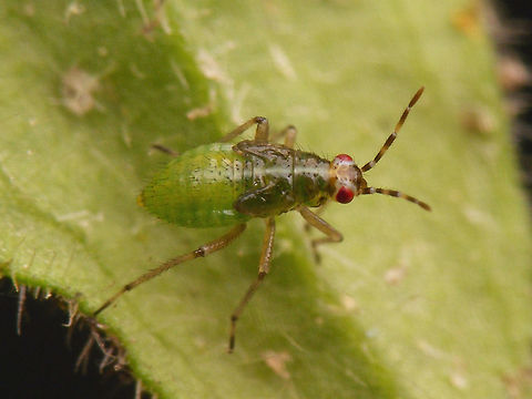 Dicyphus globulifer - 4th stadium nymph  Bryocorinae,Dicyphini,Dicyphus,Dicyphus globulifer,Geotagged,Heteroptera,Jane's garden,Miridae,Netherlands,Nymph,nl: Koekoeksbloembochelwants