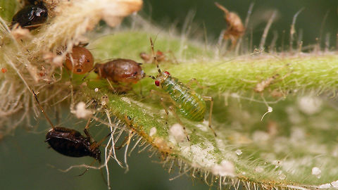 Dicyphus globulifer - nymph with lunch  Bryocorinae,Dicyphini,Dicyphus,Dicyphus globulifer,Geotagged,Heteroptera,Jane's garden,Miridae,Netherlands,Nymph,nl: Koekoeksbloembochelwants