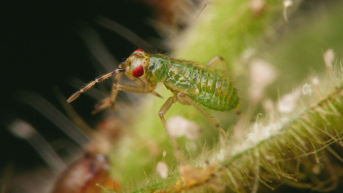 Dicyphus globulifer - mid instar nymph  Bryocorinae,Dicyphini,Dicyphus,Dicyphus globulifer,Geotagged,Heteroptera,Jane's garden,Miridae,Netherlands,Nymph,nl: Koekoeksbloembochelwants