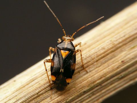 Liocoris tripustulatus - dark Found these during winter, hiding away in the hollow stems of some plant
https://www.jungledragon.com/image/70747/liocoris_tripustulatus_-_in_hollow_stem.html Heteroptera,Liocoris,Liocoris tripustulatus,Miridae,Mirinae,Mirini