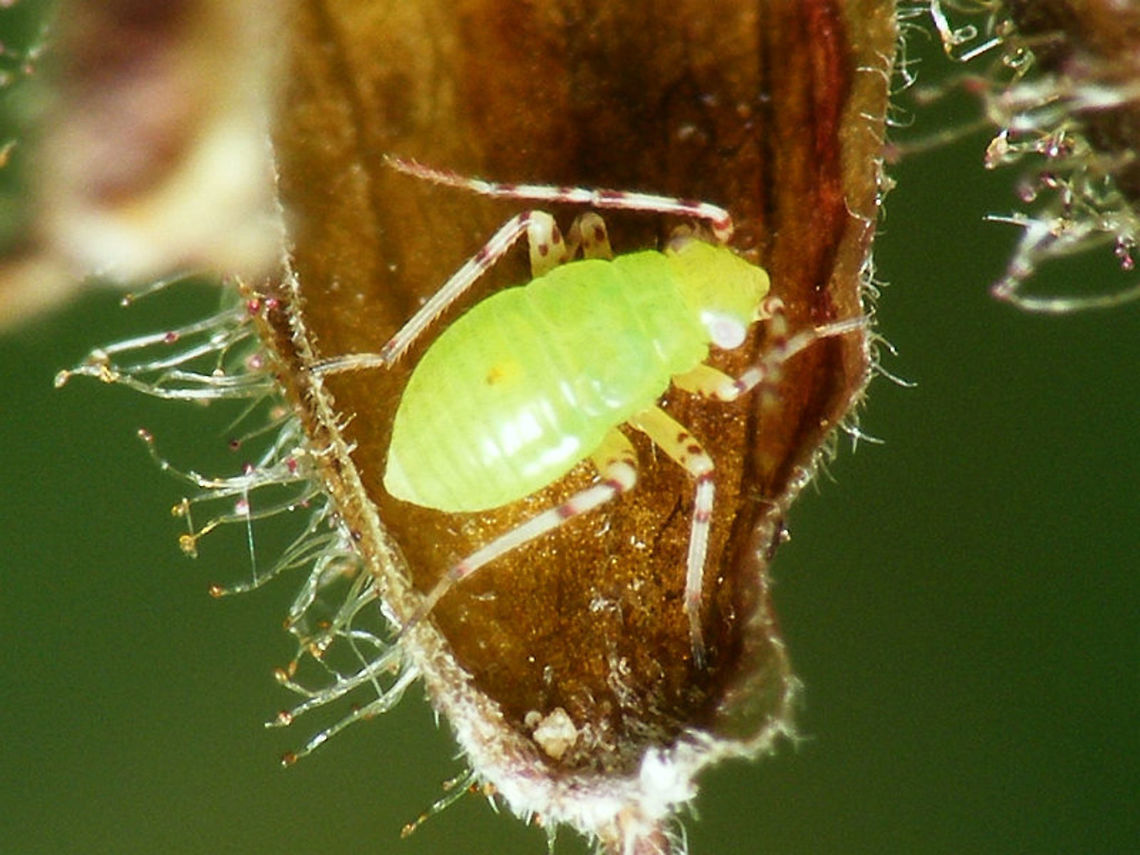 Liocoris tripustulatus - Nymph Mid instar nymph of Liocoris tripustulatus Heteroptera,Liocoris,Liocoris tripustulatus,Miridae,Mirinae,Mirini,Nymph