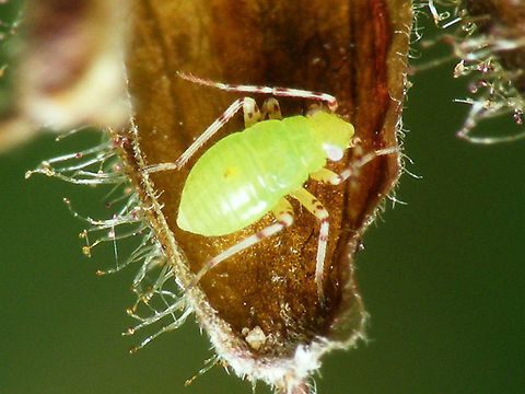Liocoris tripustulatus - Nymph Mid instar nymph of Liocoris tripustulatus Heteroptera,Liocoris,Liocoris tripustulatus,Miridae,Mirinae,Mirini,Nymph