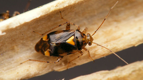 Liocoris tripustulatus - in hollow stem Found these during winter, hiding away in the hollow stems of some plant
https://www.jungledragon.com/image/70745/liocoris_tripustulatus_-_dark.html Heteroptera,Liocoris,Liocoris tripustulatus,Miridae,Mirinae,Mirini
