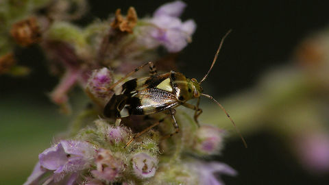 Liocoris tripustulatus  Heteroptera,Liocoris,Liocoris tripustulatus,Miridae,Mirinae,Mirini