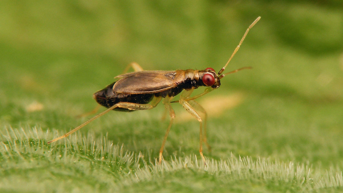 Dicyphus pallicornis - female  Bryocorinae,Dicyphini,Dicyphus,Dicyphus pallicornis,Heteroptera,Jane's garden,Miridae,nl: Vingerhoedskruidbochelwants