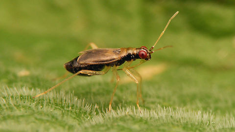 Dicyphus pallicornis
