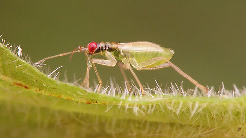 Dicyphus pallicornis - teneral, lateral Resulting female imago from this nymph:
https://www.jungledragon.com/image/70642/dicyphus_pallicornis_-_nymph.html Bryocorinae,Dicyphini,Dicyphus,Dicyphus pallicornis,Heteroptera,Jane's garden,Miridae,Teneral,nl: Vingerhoedskruidbochelwants