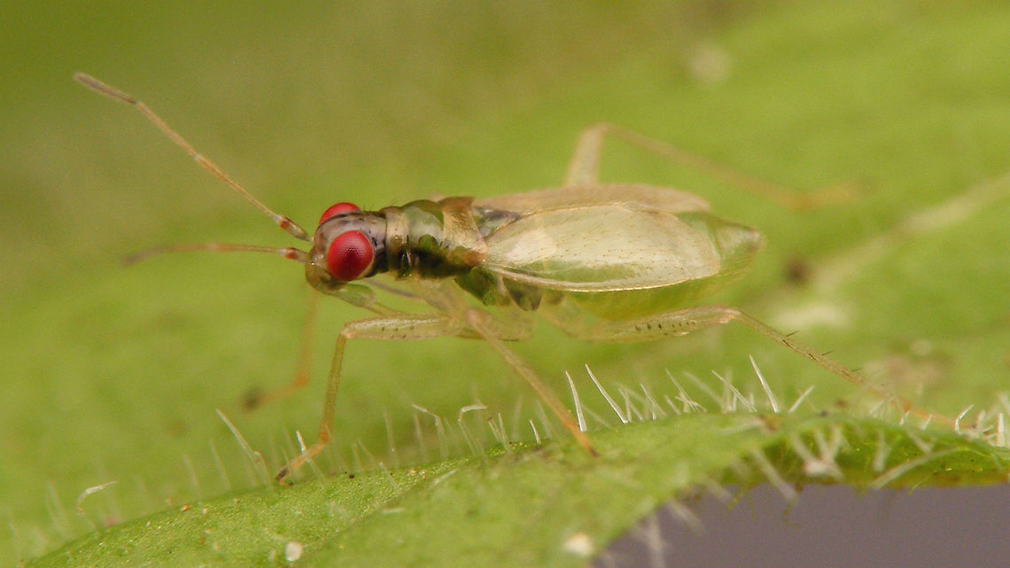 Dicyphus pallicornis - teneral Resulting female imago from this nymph:<br />
<figure class="photo"><a href="https://www.jungledragon.com/image/70642/dicyphus_pallicornis_-_nymph.html" title="Dicyphus pallicornis - Nymph"><img src="https://s3.amazonaws.com/media.jungledragon.com/images/3043/70642_thumb.jpg?AWSAccessKeyId=05GMT0V3GWVNE7GGM1R2&Expires=1770854410&Signature=llkG3NHIbQDdbmjwruylfX3FT2E%3D" width="200" height="114" alt="Dicyphus pallicornis - Nymph Last stadium nymph.<br />
Resulting female imago, 4 days later:<br />
https://www.jungledragon.com/image/70767/dicyphus_pallicornis_-_teneral_lateral.html<br />
https://www.jungledragon.com/image/70768/dicyphus_pallicornis_-_teneral.html Bryocorinae,Dicyphini,Dicyphus,Dicyphus pallicornis,Heteroptera,Jane's garden,Miridae,Nymph,nl: Vingerhoedskruidbochelwants" /></a></figure> Bryocorinae,Dicyphini,Dicyphus,Dicyphus pallicornis,Heteroptera,Jane's garden,Miridae,Teneral,nl: Vingerhoedskruidbochelwants