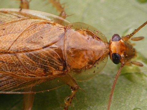 Ectobius vittiventris - female dorsal close up Female Ectobius vittiventris sent to me by Ulrich Feldmeier from Sigmaringendorf, Baden-Württemberg, Germany, where he found it 2018-12-07. This late in the year it's a healthy female that dropped an ootheca while in the mail. 
Complete series:
https://www.jungledragon.com/image/71105/ectobius_vittiventris_-_female.html
https://www.jungledragon.com/image/71103/ectobius_vittiventris_-_female_dorsal_close_up.html
https://www.jungledragon.com/image/71102/ectobius_vittiventris_-_female_booty.html
https://www.jungledragon.com/image/71104/ectobius_vittiventris_-_ootheca.html
Of course - in accordance with photo location protocols - I crossed the border today with this beasty in a box to shoot these images, for the sole purpose of classifying them under country Germany, as they should be. Bernsteinwaldschabe,Cockroach,Ectobiidae,Ectobius,Ectobius vittiventris,compound eyes