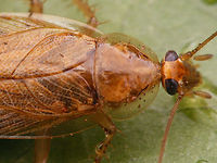 Ectobius vittiventris - female dorsal close up Female Ectobius vittiventris sent to me by Ulrich Feldmeier from Sigmaringendorf, Baden-Württemberg, Germany, where he found it 2018-12-07. This late in the year it's a healthy female that dropped an ootheca while in the mail. <br />
Complete series:<br />
https://www.jungledragon.com/image/71105/ectobius_vittiventris_-_female.html<br />
https://www.jungledragon.com/image/71103/ectobius_vittiventris_-_female_dorsal_close_up.html<br />
https://www.jungledragon.com/image/71102/ectobius_vittiventris_-_female_booty.html<br />
https://www.jungledragon.com/image/71104/ectobius_vittiventris_-_ootheca.html<br />
Of course - in accordance with photo location protocols - I crossed the border today with this beasty in a box to shoot these images, for the sole purpose of classifying them under country Germany, as they should be. Bernsteinwaldschabe,Cockroach,Ectobiidae,Ectobius,Ectobius vittiventris,compound eyes