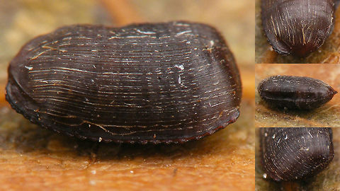 Ectobius vittiventris - Ootheca Female Ectobius vittiventris sent to me by Ulrich Feldmeier from Sigmaringendorf, Baden-Württemberg, Germany, where he found it 2018-12-07. This late in the year it's a healthy female that dropped an ootheca while in the mail. 
Complete series:
https://www.jungledragon.com/image/71105/ectobius_vittiventris_-_female.html
https://www.jungledragon.com/image/71103/ectobius_vittiventris_-_female_dorsal_close_up.html
https://www.jungledragon.com/image/71102/ectobius_vittiventris_-_female_booty.html
https://www.jungledragon.com/image/71104/ectobius_vittiventris_-_ootheca.html
Of course - in accordance with photo location protocols - I crossed the border today with this beasty in a box to shoot these images, for the sole purpose of classifying them under country Germany, as they should be. Bernsteinwaldschabe,Cockroach,Ectobiidae,Ectobius,Ectobius vittiventris,ootheca