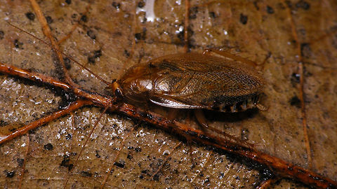 Ectobius vittiventris - female Female Ectobius vittiventris sent to me by Ulrich Feldmeier from Sigmaringendorf, Baden-W&uuml;rttemberg, Germany, where he found it 2018-12-07. This late in the year it's a healthy female that dropped an ootheca while in the mail. 
Complete series:
https://www.jungledragon.com/image/71105/ectobius_vittiventris_-_female.html
https://www.jungledragon.com/image/71103/ectobius_vittiventris_-_female_dorsal_close_up.html
https://www.jungledragon.com/image/71102/ectobius_vittiventris_-_female_booty.html
https://www.jungledragon.com/image/71104/ectobius_vittiventris_-_ootheca.html
Of course - in accordance with photo location protocols - I crossed the border today with this beasty in a box to shoot these images, for the sole purpose of classifying them under country Germany, as they should be. Bernsteinwaldschabe,Cockroach,Ectobiidae,Ectobius,Ectobius vittiventris