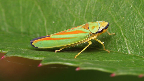 Graphocephala fennahi  Auchenorrhyncha,Cicadellidae,Cicadellinae,Graphocephala,Graphocephala fennahi,Rhododendron Leafhopper