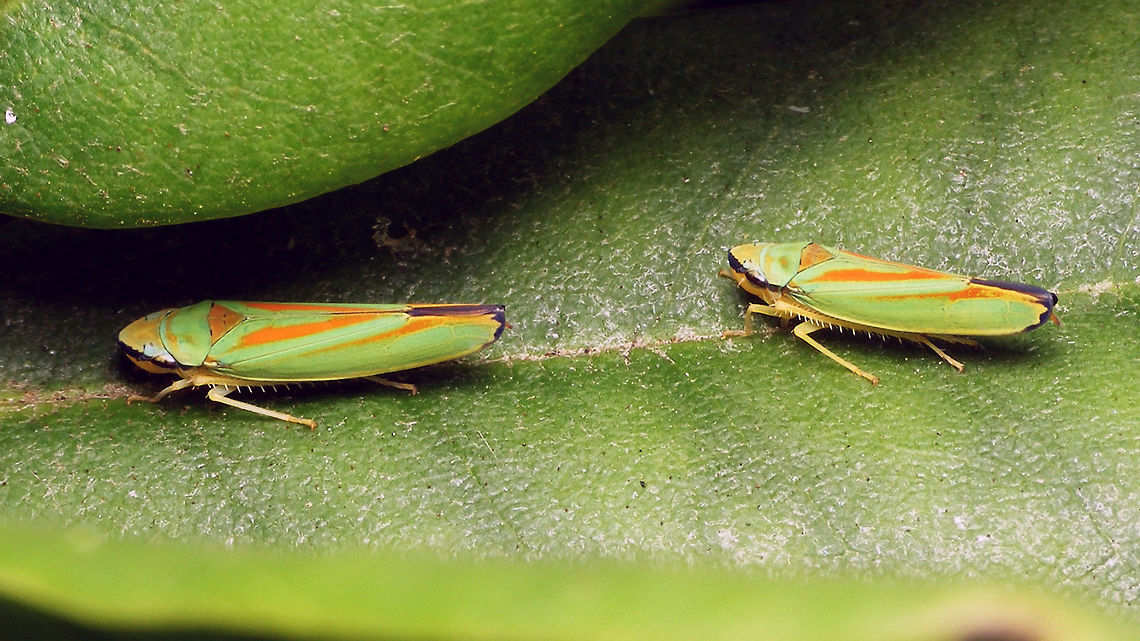 Graphocephala fennahi duo  Auchenorrhyncha,Cicadellidae,Cicadellinae,Graphocephala,Graphocephala fennahi,Rhododendron Leafhopper