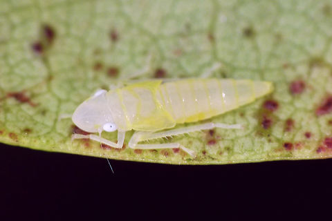 Graphocephala fennahi - nymph Note to self: Get better images of the nymphs next year *rolleyes* Auchenorrhyncha,Cicadellidae,Cicadellinae,Graphocephala,Graphocephala fennahi,Nymph,Rhododendron Leafhopper