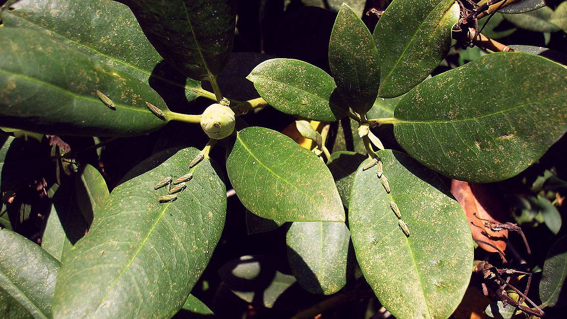 Graphocephala fennahi - Grouping Old image showing typical positioning of groups of this species, often along the central nerve of the leafs Auchenorrhyncha,Cicadellidae,Cicadellinae,Graphocephala,Graphocephala fennahi,Rhododendron Leafhopper