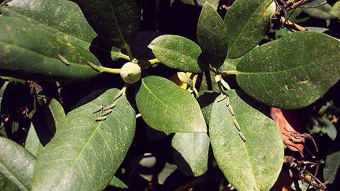 Graphocephala fennahi - Grouping Old image showing typical positioning of groups of this species, often along the central nerve of the leafs Auchenorrhyncha,Cicadellidae,Cicadellinae,Graphocephala,Graphocephala fennahi,Rhododendron Leafhopper