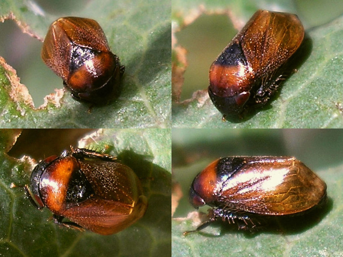 Penthimia nigra - Pale  Auchenorrhyncha,Cicadellidae,Deltocephalinae,Penthimia,Penthimia nigra,Penthimiinae,Penthimiini