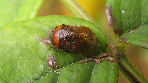 Penthimia nigra  Auchenorrhyncha,Cicadellidae,Deltocephalinae,Penthimia,Penthimia nigra,Penthimiinae,Penthimiini