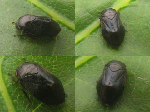 Penthimia nigra - Black Giving cause to the name ... Auchenorrhyncha,Cicadellidae,Deltocephalinae,Penthimia,Penthimia nigra,Penthimiinae,Penthimiini