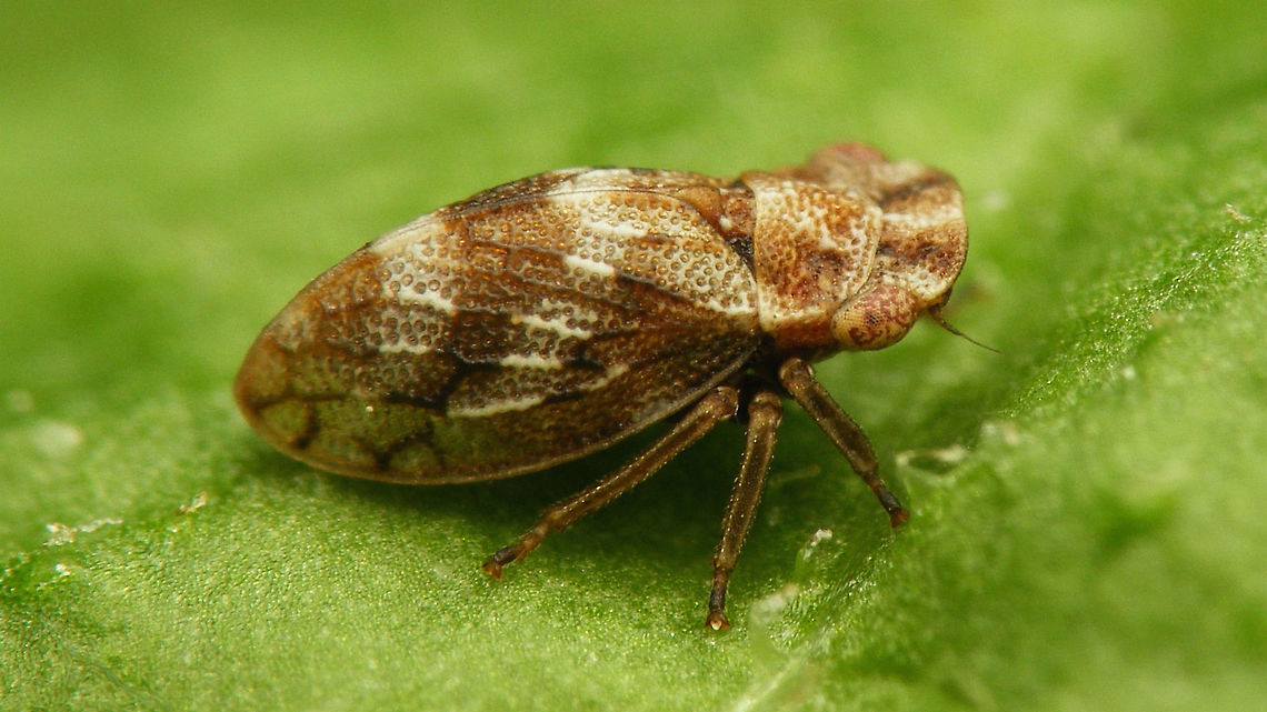 Ulopa reticulata - dorsolateral  Auchenorrhyncha,Geotagged,Netherlands,Ulopa,Ulopa reticulata,Ulopidae