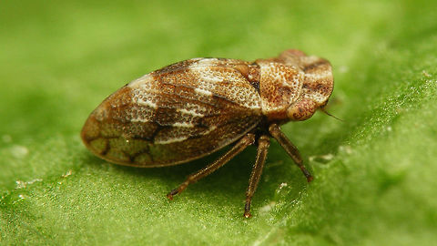 Ulopa reticulata - dorsolateral  Auchenorrhyncha,Geotagged,Netherlands,Ulopa,Ulopa reticulata,Ulopidae