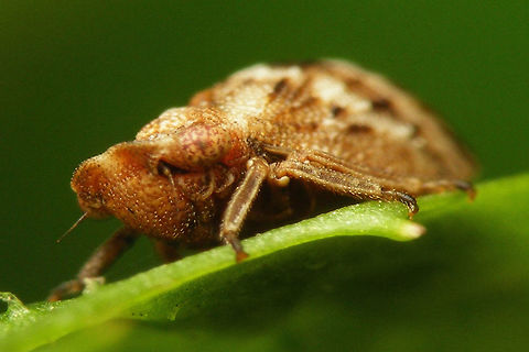 Ulopa reticulata - front  Auchenorrhyncha,Geotagged,Netherlands,Ulopa,Ulopa reticulata,Ulopidae