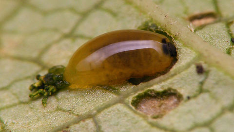 Cionus tuberculosus - Larval poo factory Not a sharp/good image, but I quite like the way it shows the larva munching away at the leaf on one side and leaving left overs on the other ... :o)  Cionini,Cionus,Cionus tuberculosus,Curculionidae,Curculioninae,Larva,Weevil