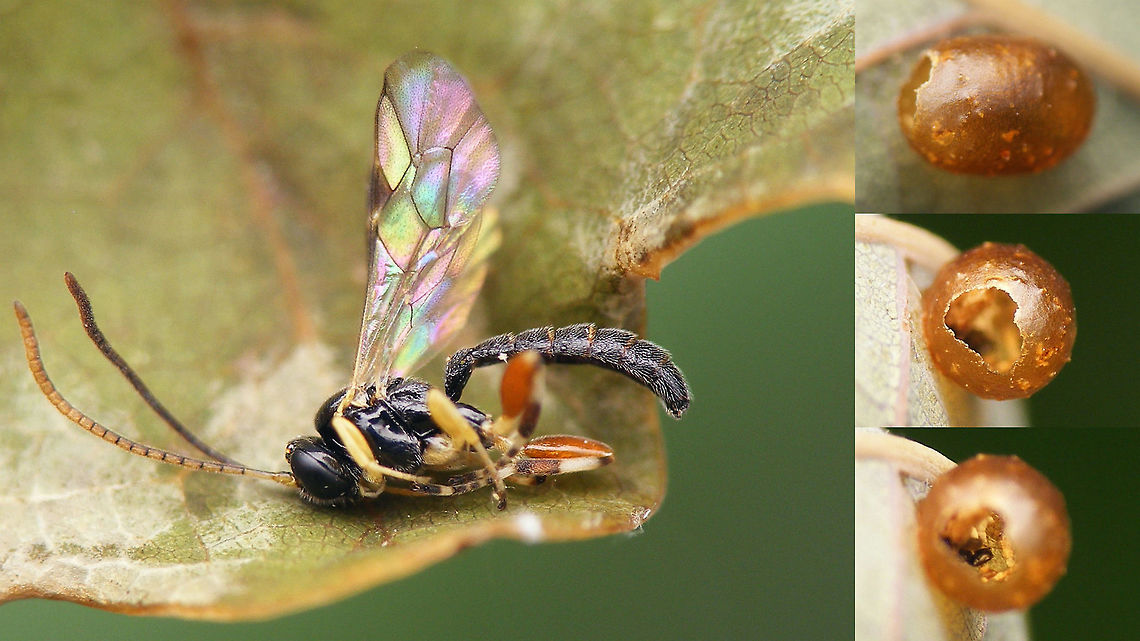Parasitoid wasp from Cionus tuberculosus cocoon Note the difference in opening between this cocoon/exuviae and a healthy one:<br />
<figure class="photo"><a href="https://www.jungledragon.com/image/71567/cionus_tuberculosus_-_exuviae.html" title="Cionus tuberculosus - Exuviae"><img src="https://s3.amazonaws.com/media.jungledragon.com/images/3043/71567_thumb.jpg?AWSAccessKeyId=05GMT0V3GWVNE7GGM1R2&Expires=1759968010&Signature=9YL2e3Dl0nIgUb1KCR9lhoVk9Rs%3D" width="200" height="114" alt="Cionus tuberculosus - Exuviae Tipical exit opening of a healthy cocoon of this species. Note the opening round and very far toward the widest section of the cocoon. The &quot;lid&quot; sometimes gets chewed off completely and drops away, but compare with the opening in this cocoon, made by the parasitoid wasp:<br />
https://www.jungledragon.com/image/71565/parasitoid_wasp_from_cionus_tuberculosus_cocoon.html Cionini,Cionus,Cionus tuberculosus,Cocoon,Curculionidae,Curculioninae,Exuviae,Weevil" /></a></figure><br />
 Cionini,Cionus,Cionus tuberculosus,Cocoon,Curculionidae,Curculioninae,Exuviae,Parasitoid wasp,Weevil