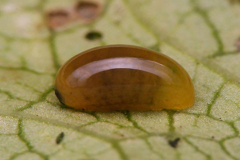 Cionus tuberculosus - Young larva  Cionini,Cionus,Cionus tuberculosus,Curculionidae,Curculioninae,Larva,Weevil