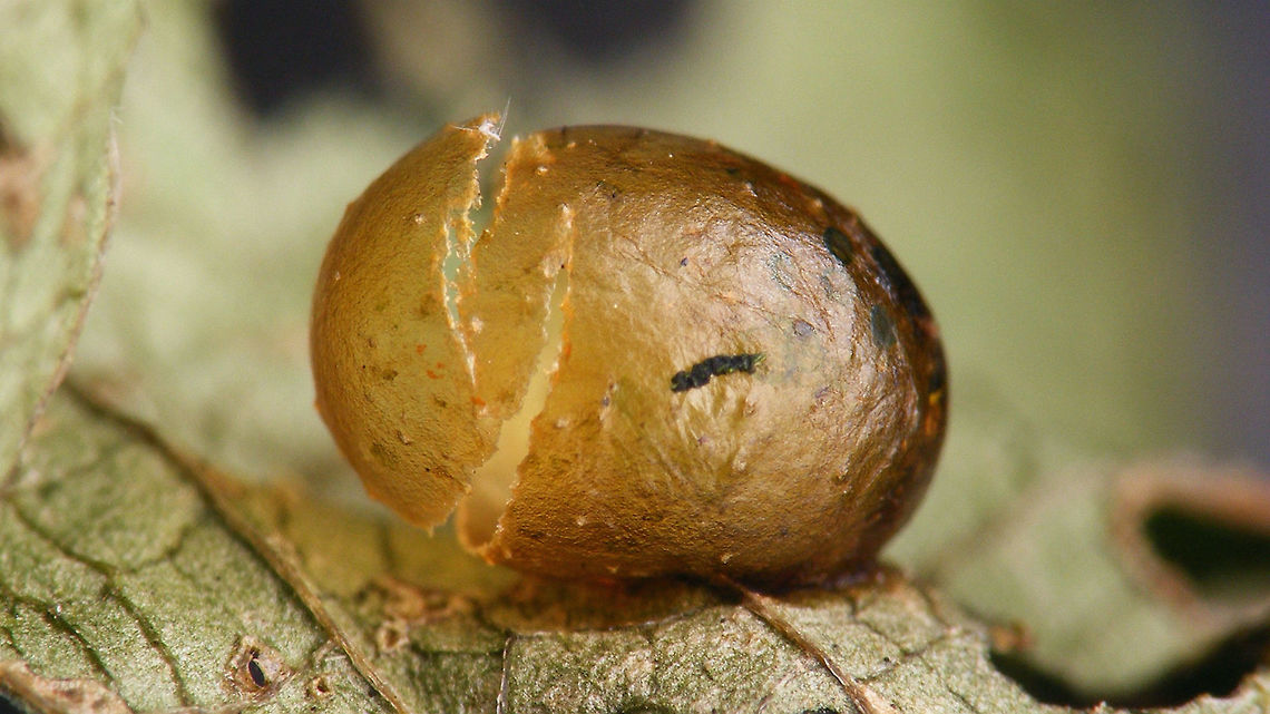 Cionus tuberculosus - Exuviae Tipical exit opening of a healthy cocoon of this species. Note the opening round and very far toward the widest section of the cocoon. The "lid" sometimes gets chewed off completely and drops away, but compare with the opening in this cocoon, made by the parasitoid wasp:<br />
<figure class="photo"><a href="https://www.jungledragon.com/image/71565/parasitoid_wasp_from_cionus_tuberculosus_cocoon.html" title="Parasitoid wasp from Cionus tuberculosus cocoon"><img src="https://s3.amazonaws.com/media.jungledragon.com/images/3043/71565_thumb.jpg?AWSAccessKeyId=05GMT0V3GWVNE7GGM1R2&Expires=1763596810&Signature=UQWMfV7x3YvZX95xjB%2B9dHn75m0%3D" width="200" height="114" alt="Parasitoid wasp from Cionus tuberculosus cocoon Note the difference in opening between this cocoon/exuviae and a healthy one:<br />
https://www.jungledragon.com/image/71567/cionus_tuberculosus_-_exuviae.html<br />
Cionini,Cionus,Cionus tuberculosus,Cocoon,Curculionidae,Curculioninae,Exuviae,Parasitoid wasp,Weevil" /></a></figure> Cionini,Cionus,Cionus tuberculosus,Cocoon,Curculionidae,Curculioninae,Exuviae,Weevil