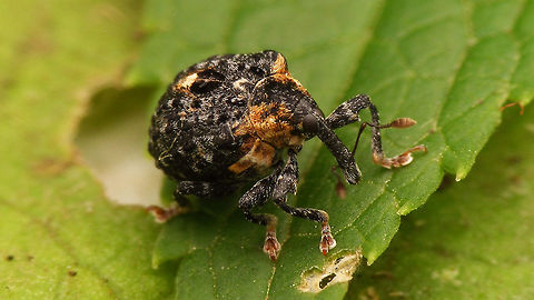 Cionus tuberculosus  Cionini,Cionus,Cionus tuberculosus,Curculionidae,Curculioninae,Weevil