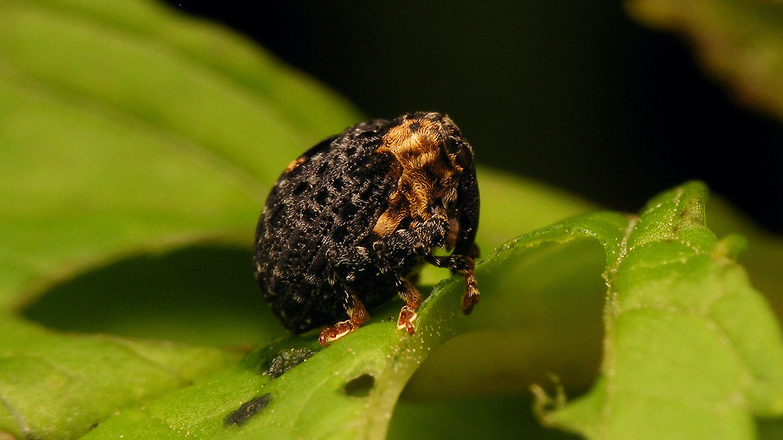Cionus tuberculosus  Cionini,Cionus,Cionus tuberculosus,Curculionidae,Curculioninae,Weevil