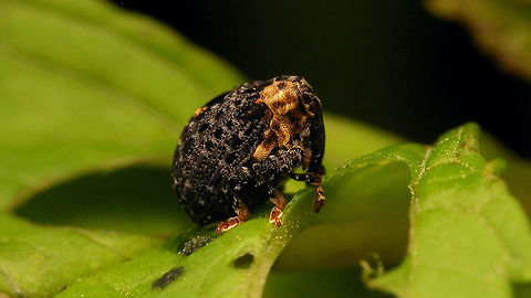 Cionus tuberculosus  Cionini,Cionus,Cionus tuberculosus,Curculionidae,Curculioninae,Weevil