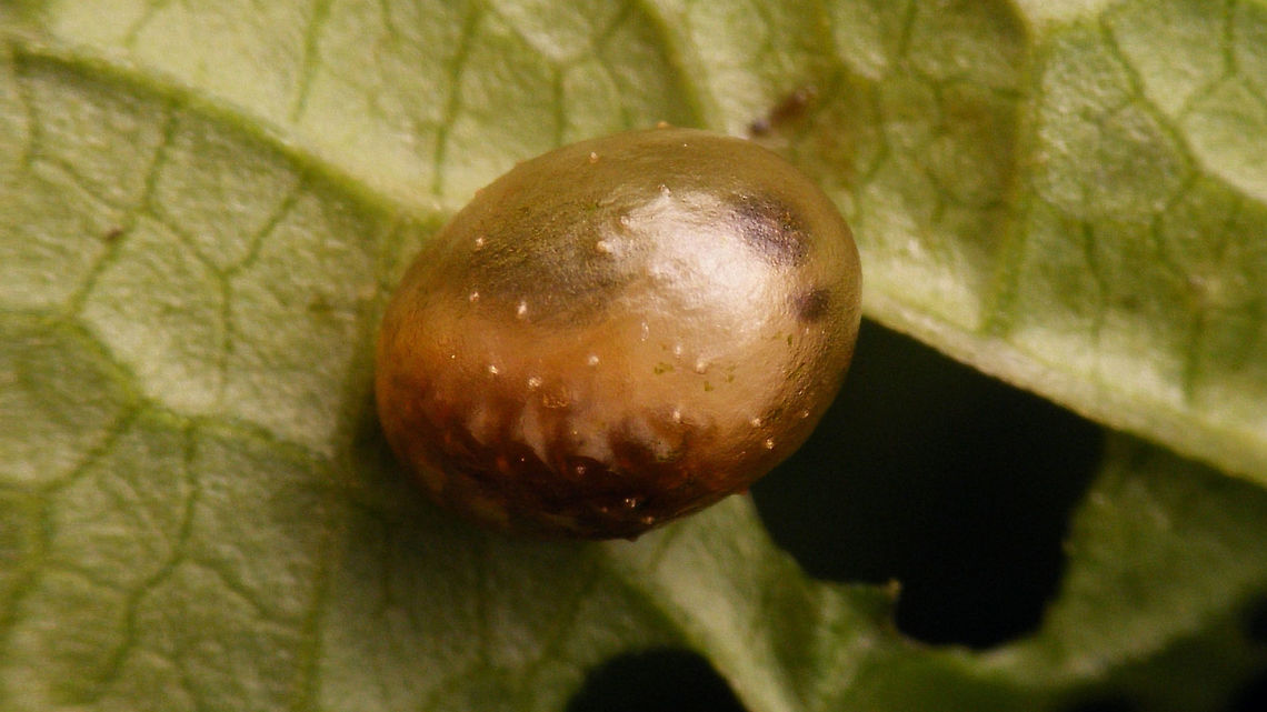 Cionus tuberculosus - Cocoon w. larva visible Fresh cocoon with the shape of the larva still recognizable inside Cionini,Cionus,Cionus tuberculosus,Cocoon,Curculionidae,Curculioninae,Larva,Weevil