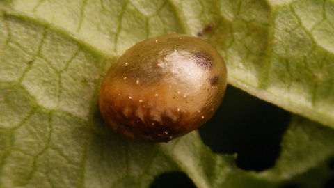 Cionus tuberculosus - Cocoon w. larva visible Fresh cocoon with the shape of the larva still recognizable inside Cionini,Cionus,Cionus tuberculosus,Cocoon,Curculionidae,Curculioninae,Larva,Weevil