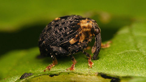 Cionus tuberculosus  Cionini,Cionus,Cionus tuberculosus,Curculionidae,Curculioninae,Weevil