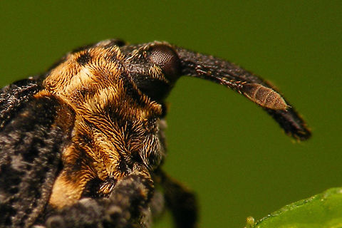 Cionus tuberculosus - Closer  Cionini,Cionus,Cionus tuberculosus,Curculionidae,Curculioninae,Weevil