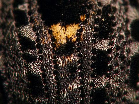 Cionus tuberculosus - Detail of scales  Cionini,Cionus,Cionus tuberculosus,Curculionidae,Curculioninae,Weevil