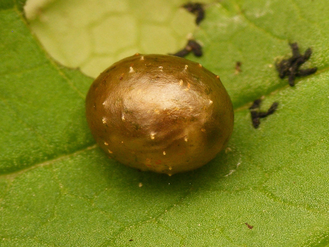 Cionus tuberculosus - Cocoon  Cionini,Cionus,Cionus tuberculosus,Cocoon,Curculionidae,Curculioninae,Weevil