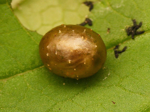 Cionus tuberculosus - Cocoon  Cionini,Cionus,Cionus tuberculosus,Cocoon,Curculionidae,Curculioninae,Weevil